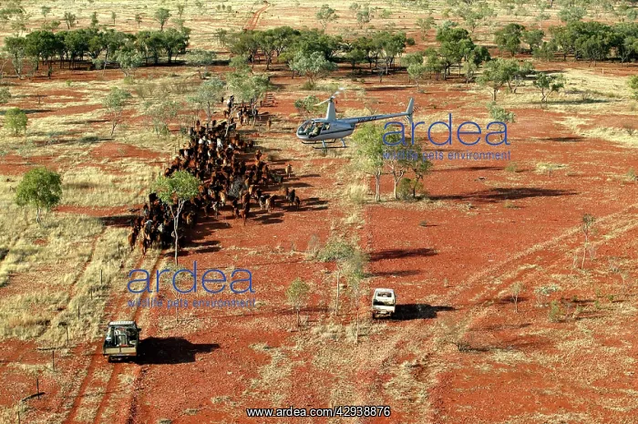 : Cattle mustering with helicopter - aerial photograph.In : Cattle mustering with helicopter - aerial photograph.In