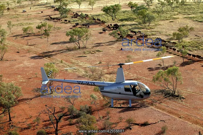 : Cattle mustering with helicopter - aerial photograph.In : Cattle mustering with helicopter - aerial photograph.In