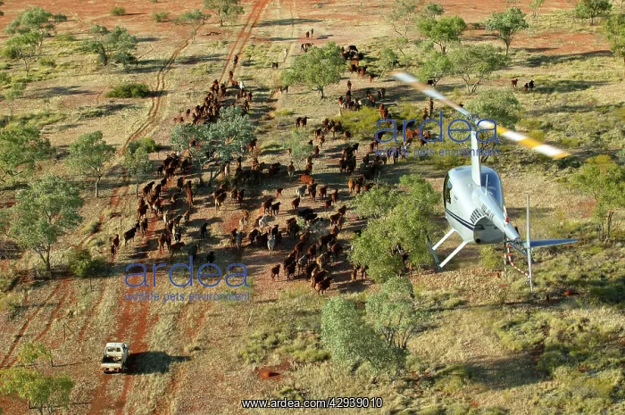 : Cattle mustering with helicopter - aerial photograph.In : Cattle mustering with helicopter - aerial photograph.In