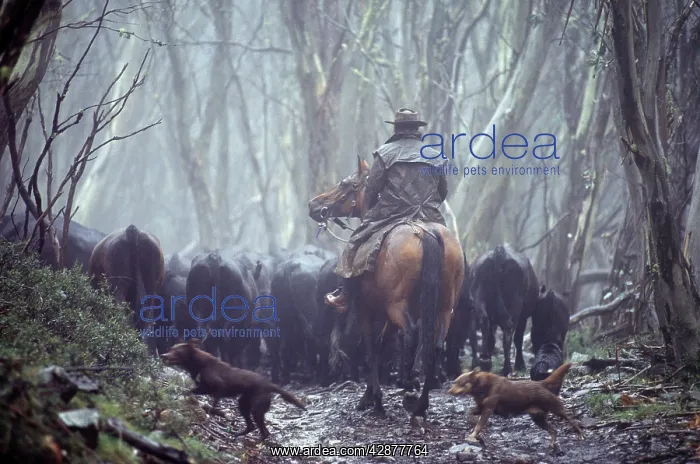 : Cattle Mustering - Rider on horseback : Cattle Mustering - Rider on horseback