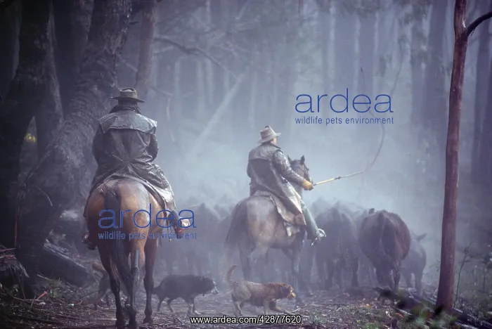 : Cattle Mustering - Riders on horseback : Cattle Mustering - Riders on horseback