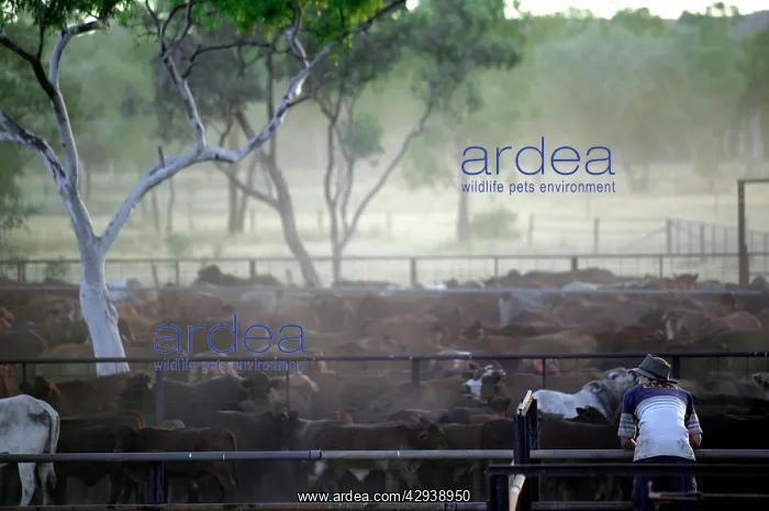 : Cattle mustering.Separating calves from their mothers : Cattle mustering.Separating calves from their mothers