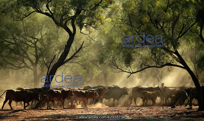 : Cattle mustering.The cattle are being pushed by : Cattle mustering.The cattle are being pushed by