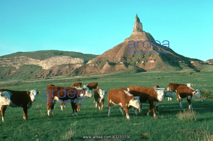 : Cattle near Chimney Rock : Cattle near Chimney Rock