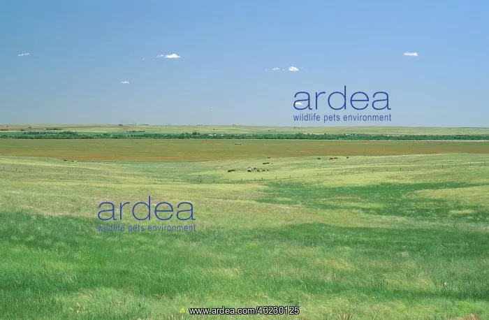 : Cattle in the Nebraska Grasslands : Cattle in the Nebraska Grasslands