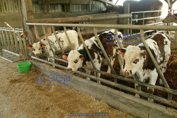 : Cattle - Norman Cows and calf in feeding trough : Cattle - Norman Cows and calf in feeding trough