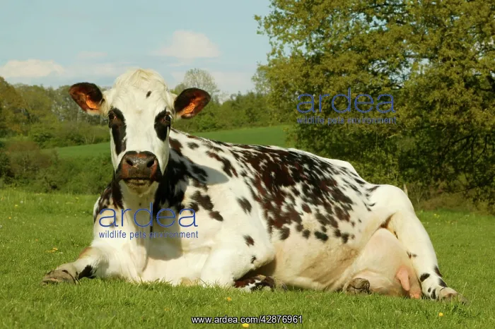 : Cattle - Norman Dairy Cow : Cattle - Norman Dairy Cow