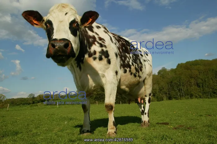: Cattle - Norman Dairy Cow : Cattle - Norman Dairy Cow