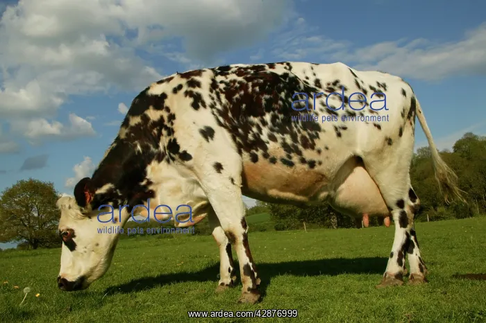 : Cattle - Norman Dairy Cow : Cattle - Norman Dairy Cow