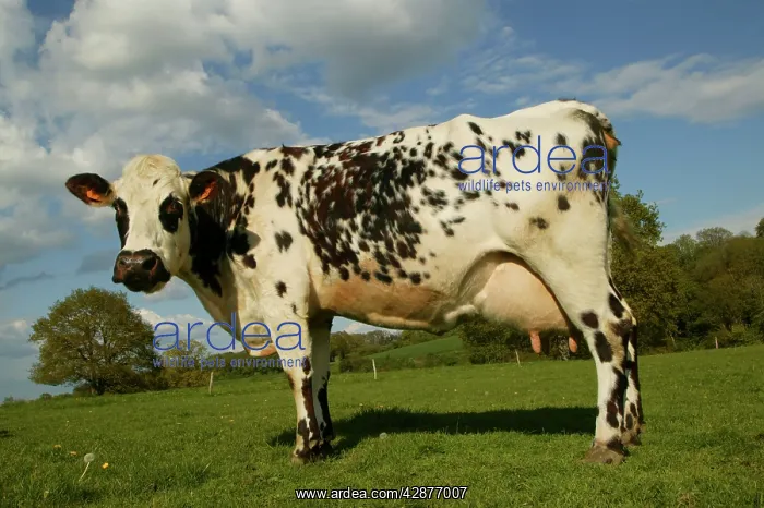 : CATTLE - Norman Dairy Cow : CATTLE - Norman Dairy Cow