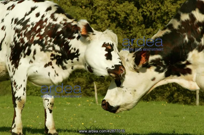: Cattle - Norman Dairy Cows : Cattle - Norman Dairy Cows