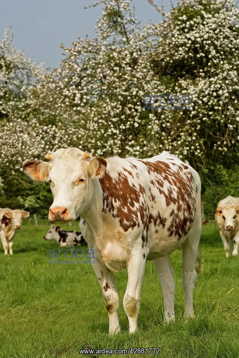 : Cattle - Normande Breed - cow in field : Cattle - Normande Breed - cow in field