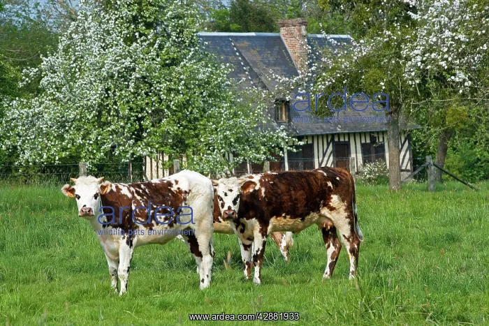 : Cattle - Normande Breed - two cows in field with : Cattle - Normande Breed - two cows in field with