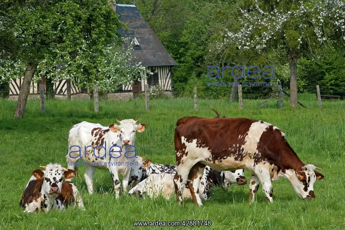 : Cattle - Normande Breed - cows in field with cottage behind : Cattle - Normande Breed - cows in field with cottage behind