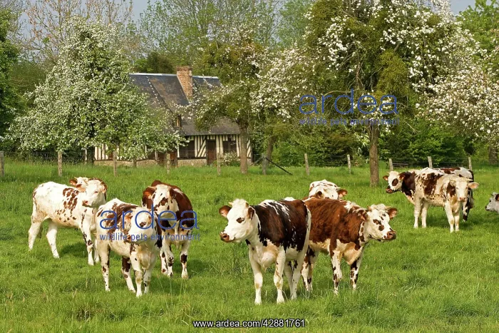: Cattle - Normande Breed - cows in field with cottage : Cattle - Normande Breed - cows in field with cottage