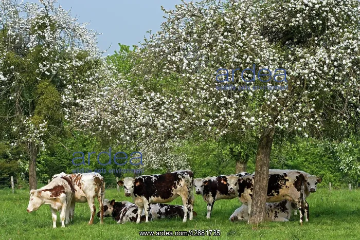 : Cattle - Normande Breed - herd of cows under trees : Cattle - Normande Breed - herd of cows under trees