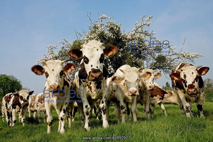 : Cattle - Normande Breed - herd in field facing camera : Cattle - Normande Breed - herd in field facing camera