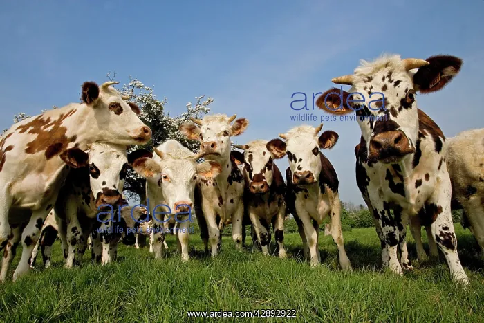 : Cattle - Normande Breed - herd in field facing camera : Cattle - Normande Breed - herd in field facing camera
