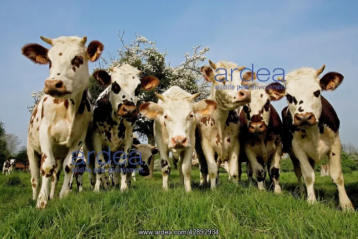 : Cattle - Normande Breed - herd in field facing camera : Cattle - Normande Breed - herd in field facing camera