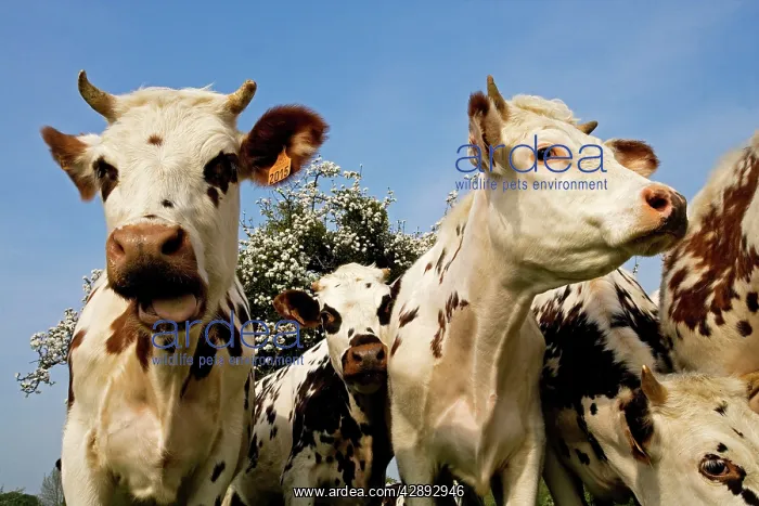  : Cattle - Normande Breed - herd in field facing camera