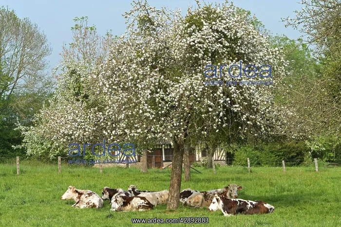  : Cattle - Normande Breed - herd resting under tree in blossom