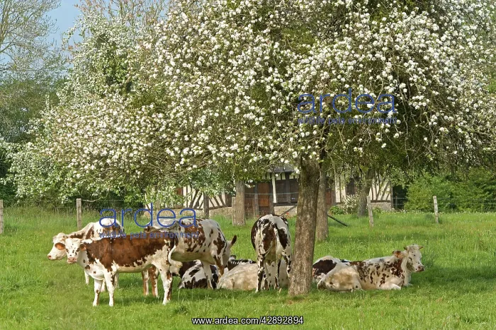 : Cattle - Normande Breed - herd resting under tree in blossom : Cattle - Normande Breed - herd resting under tree in blossom