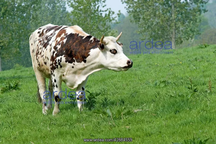  : Cattle - Normandy Cow