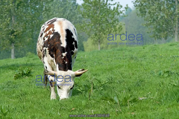  : Cattle - Normandy Cow grazing