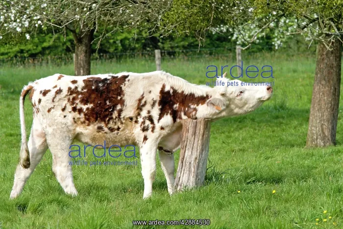 : Cattle - Normandy Cow scratching neck on old tree stump : Cattle - Normandy Cow scratching neck on old tree stump