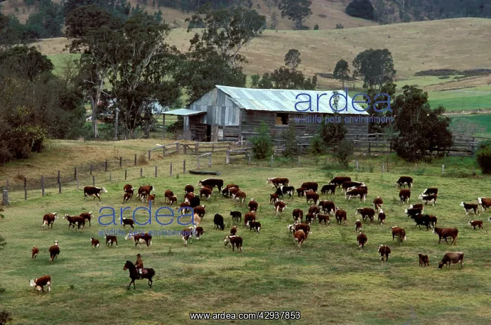 : Cattle property (beef). Bega, New South Wales, Australia : Cattle property (beef). Bega, New South Wales, Australia