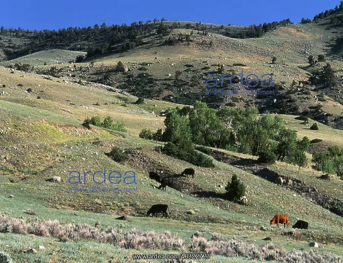 : Cattle ranch : Cattle ranch