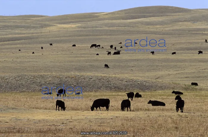 : Cattle ranching Saskatchewan Canada : Cattle ranching Saskatchewan Canada