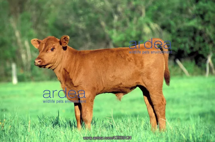 : Cattle - Red Angus Calf few days old at pasture : Cattle - Red Angus Calf few days old at pasture