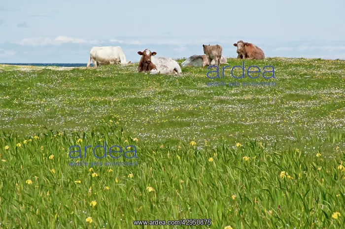 : Cattle resting - On Machair : Cattle resting - On Machair
