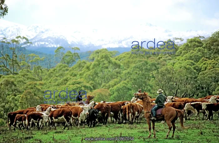 : Cattle being rounded up for branding Snowy Mountains : Cattle being rounded up for branding Snowy Mountains