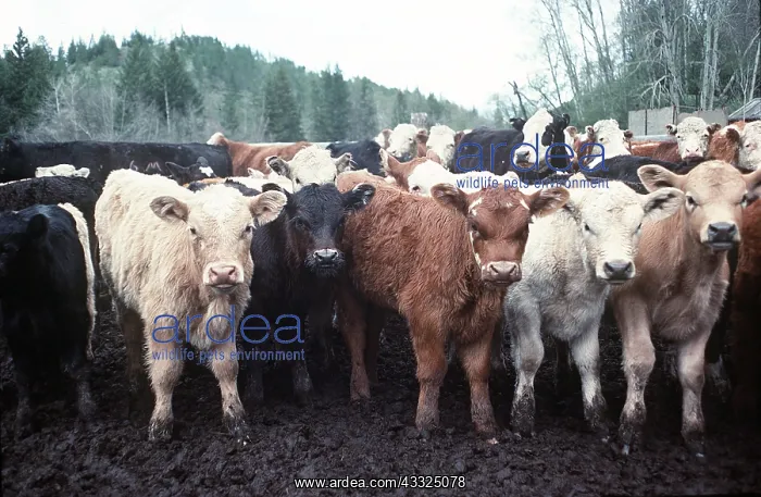  : CATTLE - Rounding up calves for ear tagging