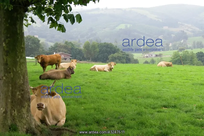 : Cattle on rural farmland near the town of : Cattle on rural farmland near the town of