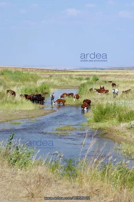 : Cattle of Russian farmers grazes along a small : Cattle of Russian farmers grazes along a small