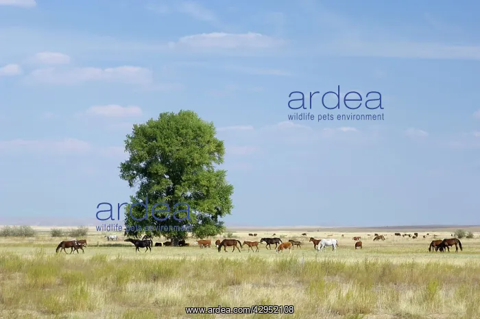  : Cattle of Russian farmers grazes in steppe near