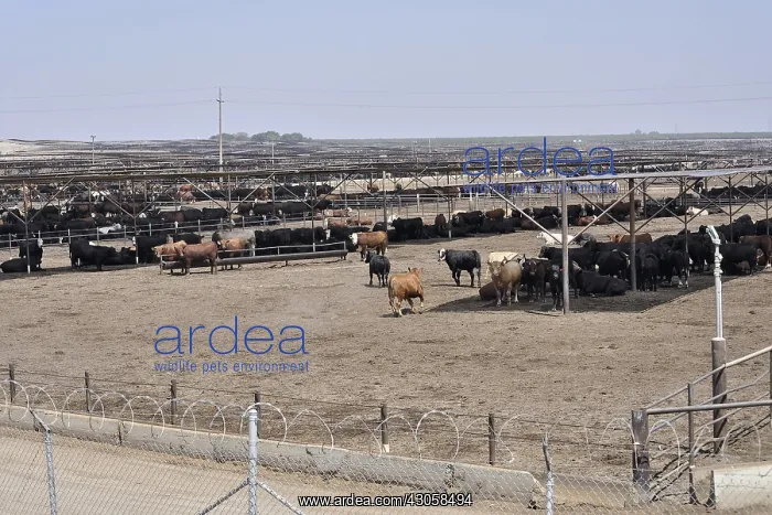  : Cattle in the San Joaquin Valley California USA