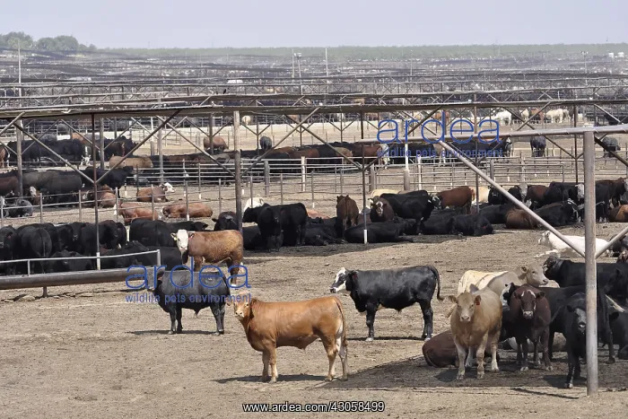  : Cattle in the San Joaquin Valley California USA