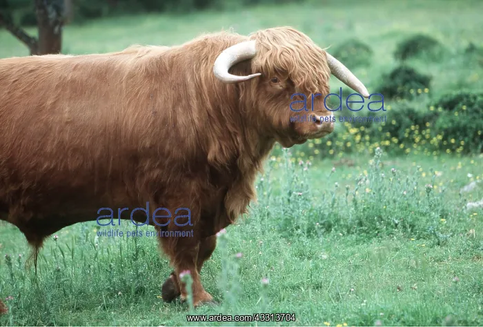 : Cattle - Scottish bull : Cattle - Scottish bull