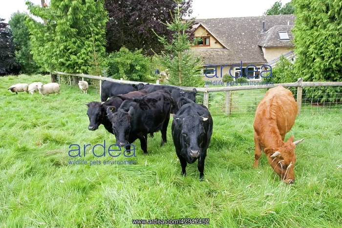 : Cattle - small herd of Dexter cows and orphan lambs : Cattle - small herd of Dexter cows and orphan lambs