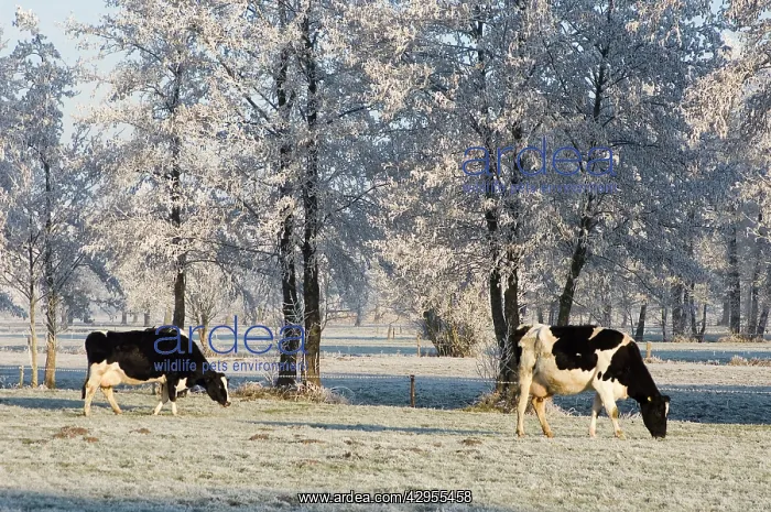  : Cattle - in snow