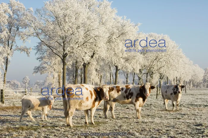 : Cattle - in snow