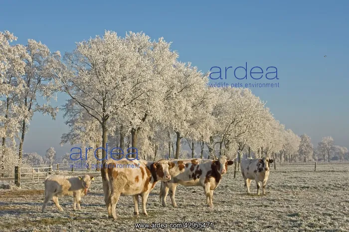  : Cattle - in snow