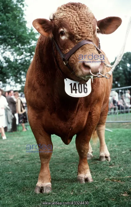 : CATTLE - SOUTH DEVON BULL : CATTLE - SOUTH DEVON BULL