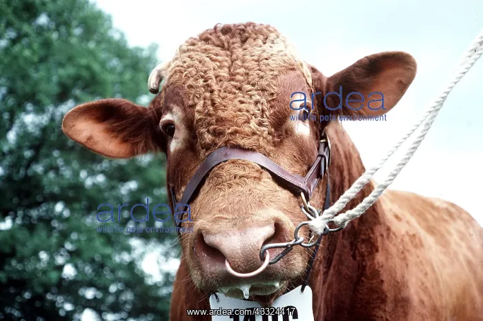 : CATTLE - South devon Bull - Tied and numbered : CATTLE - South devon Bull - Tied and numbered