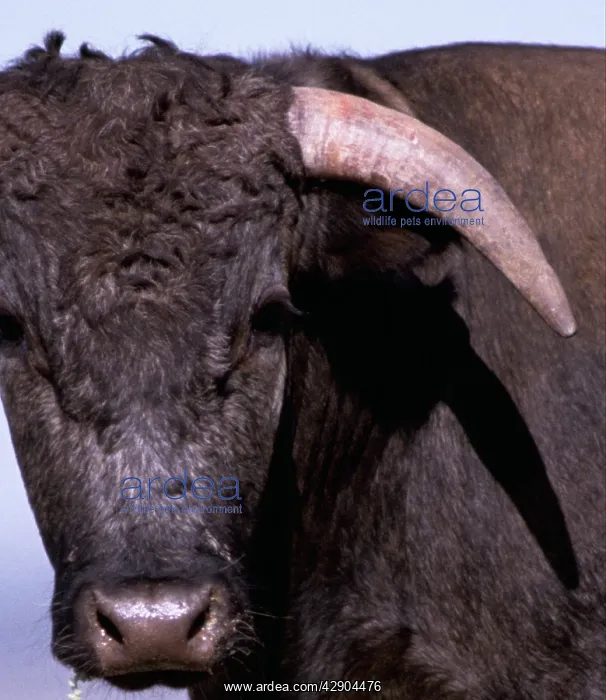 : CATTLE - Spanish Bull : CATTLE - Spanish Bull