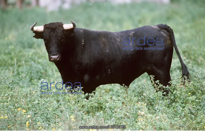: CATTLE - SPANISH BULL : CATTLE - SPANISH BULL